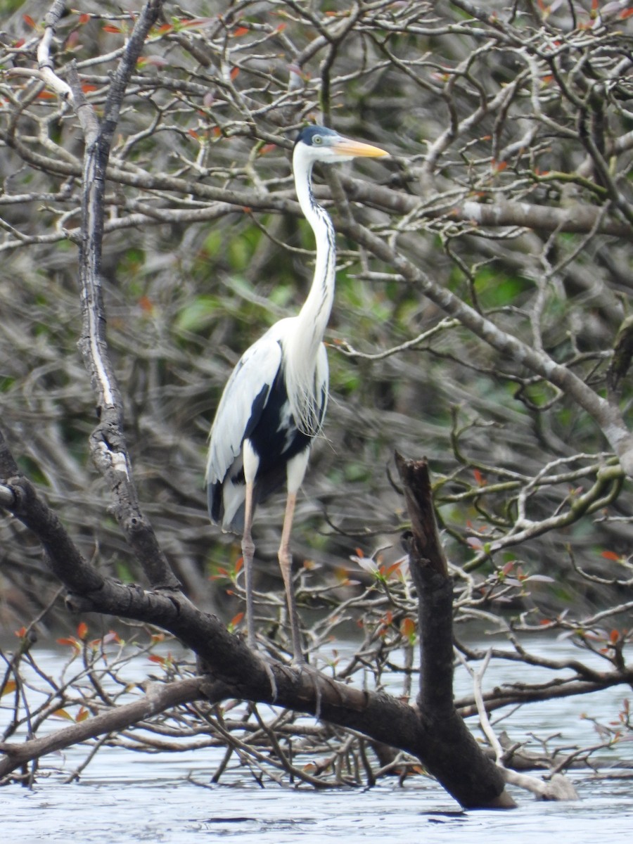 Cocoi Heron - Jessy Lopez Herra