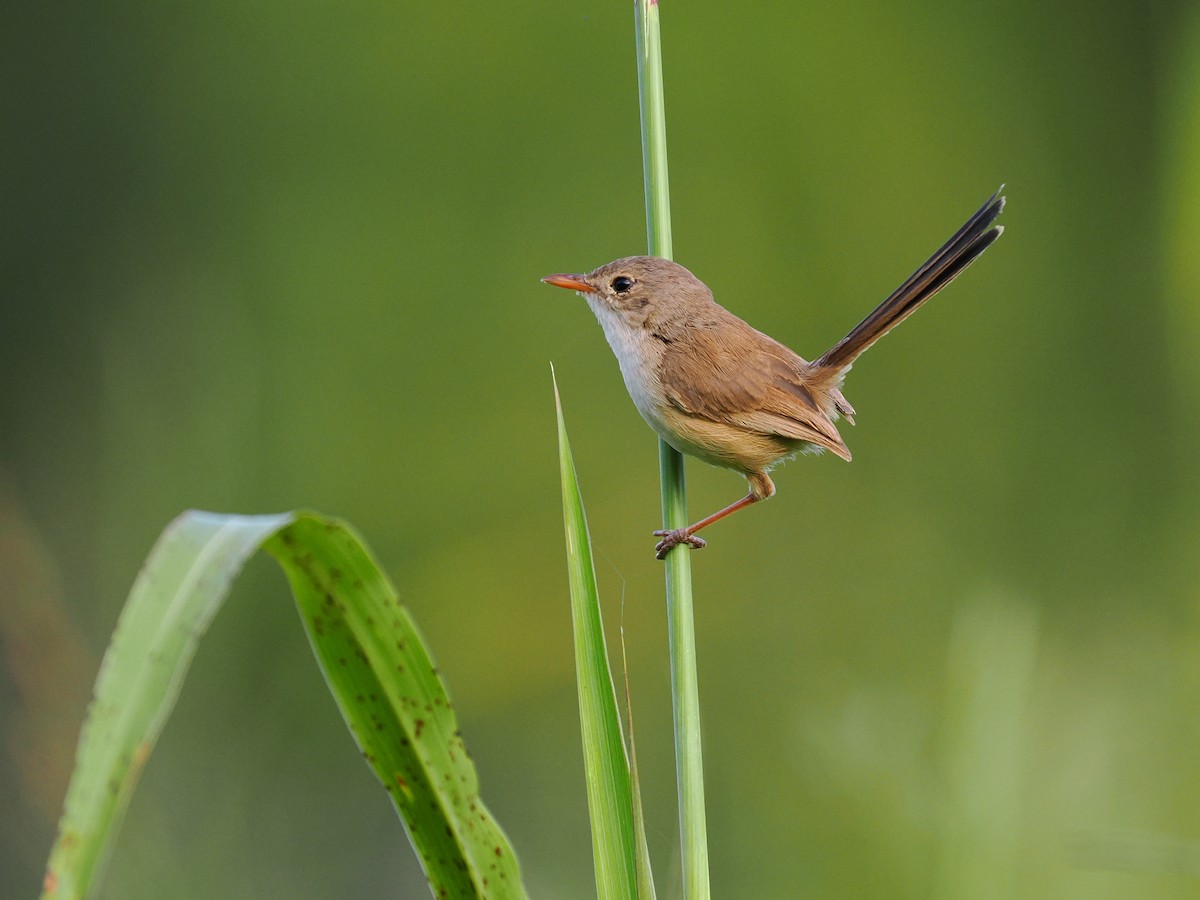 Red-backed Fairywren - ML598333191