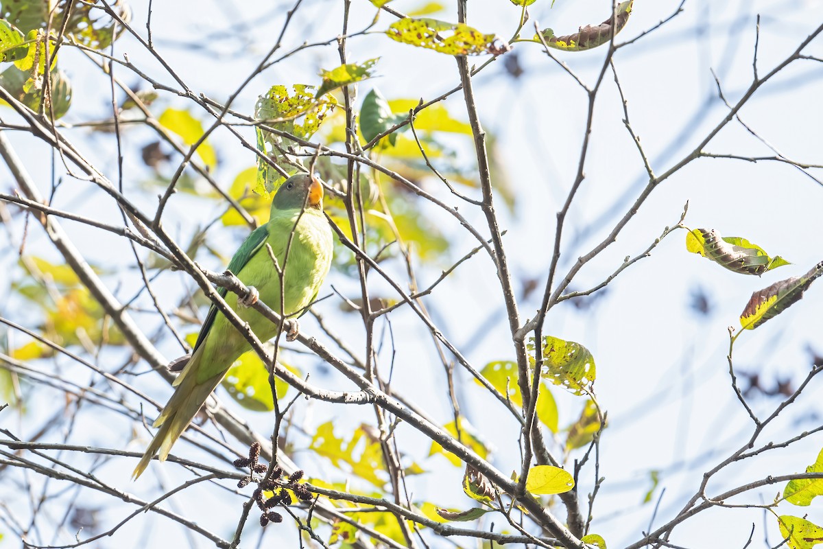 Slaty-headed Parakeet - ML598333231