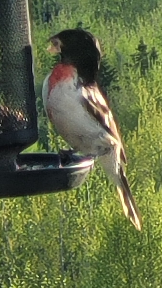 Rosenbrust-Kernknacker - ML598333371