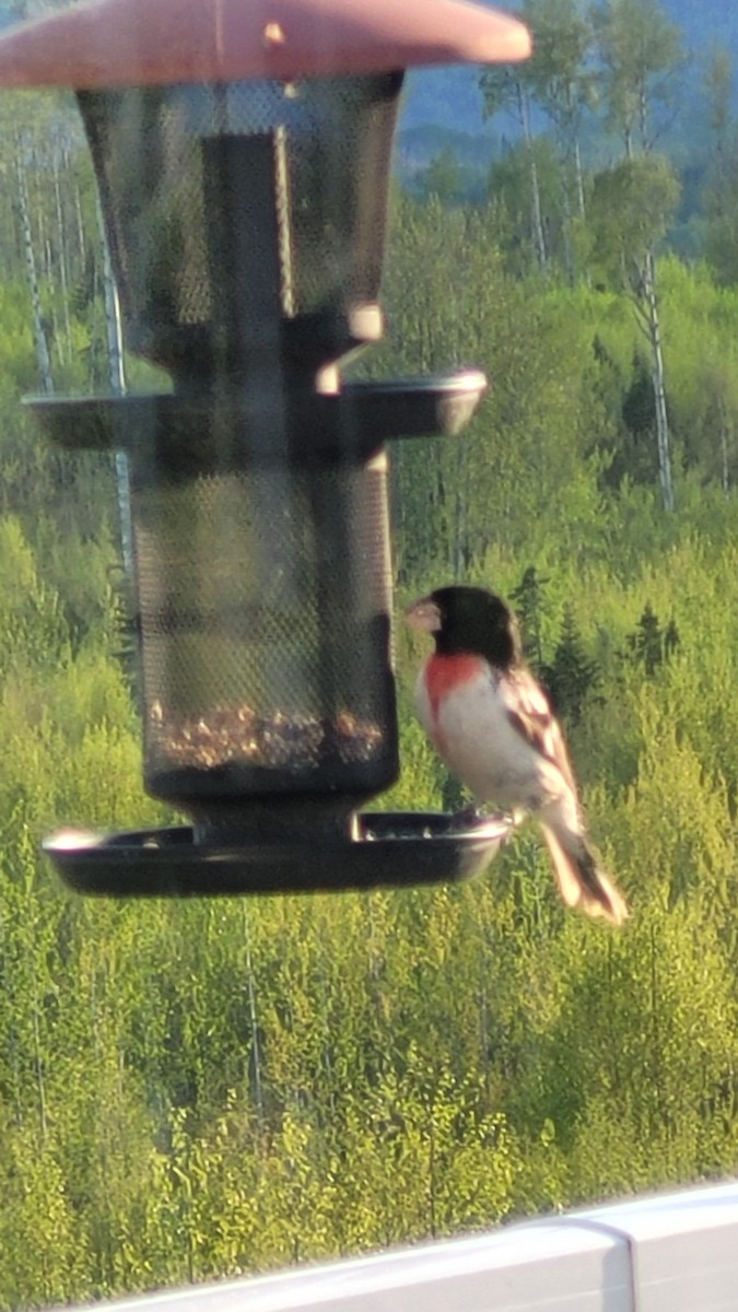 Rosenbrust-Kernknacker - ML598333381