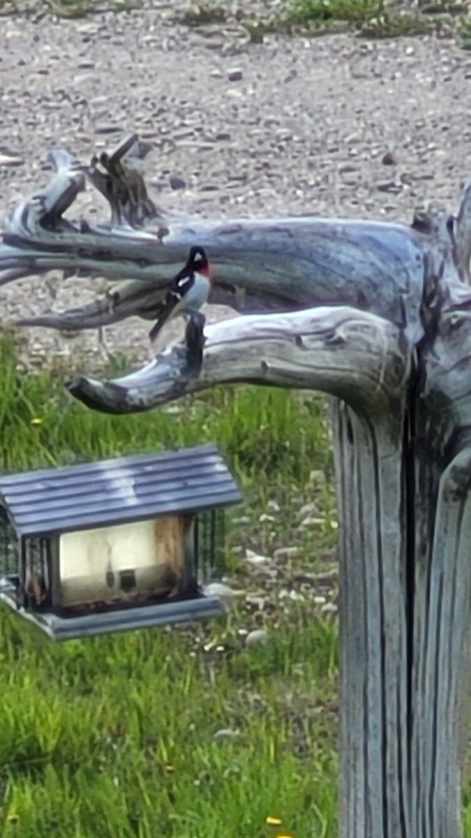 Rosenbrust-Kernknacker - ML598333391