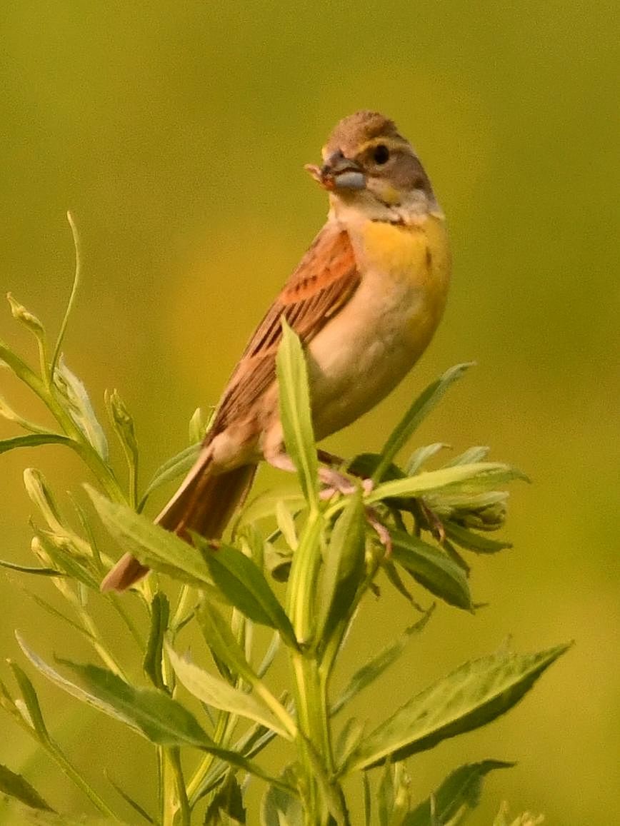 Dickcissel - Jeanne Stacey