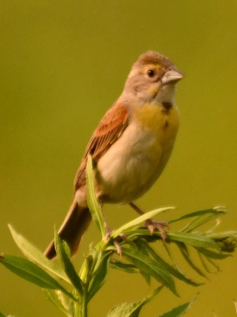 Dickcissel - Jeanne Stacey