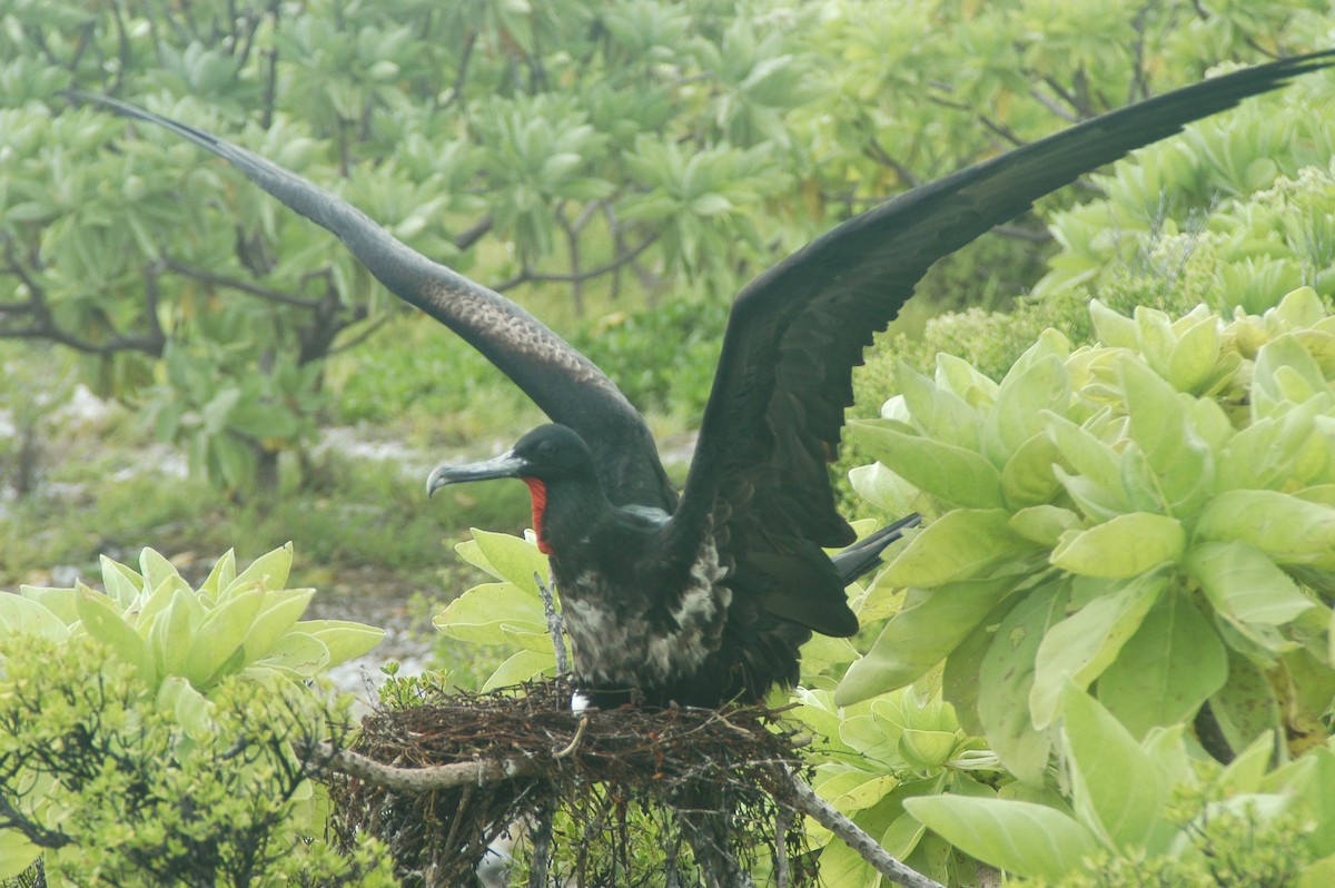 Lesser Frigatebird - ML59833391