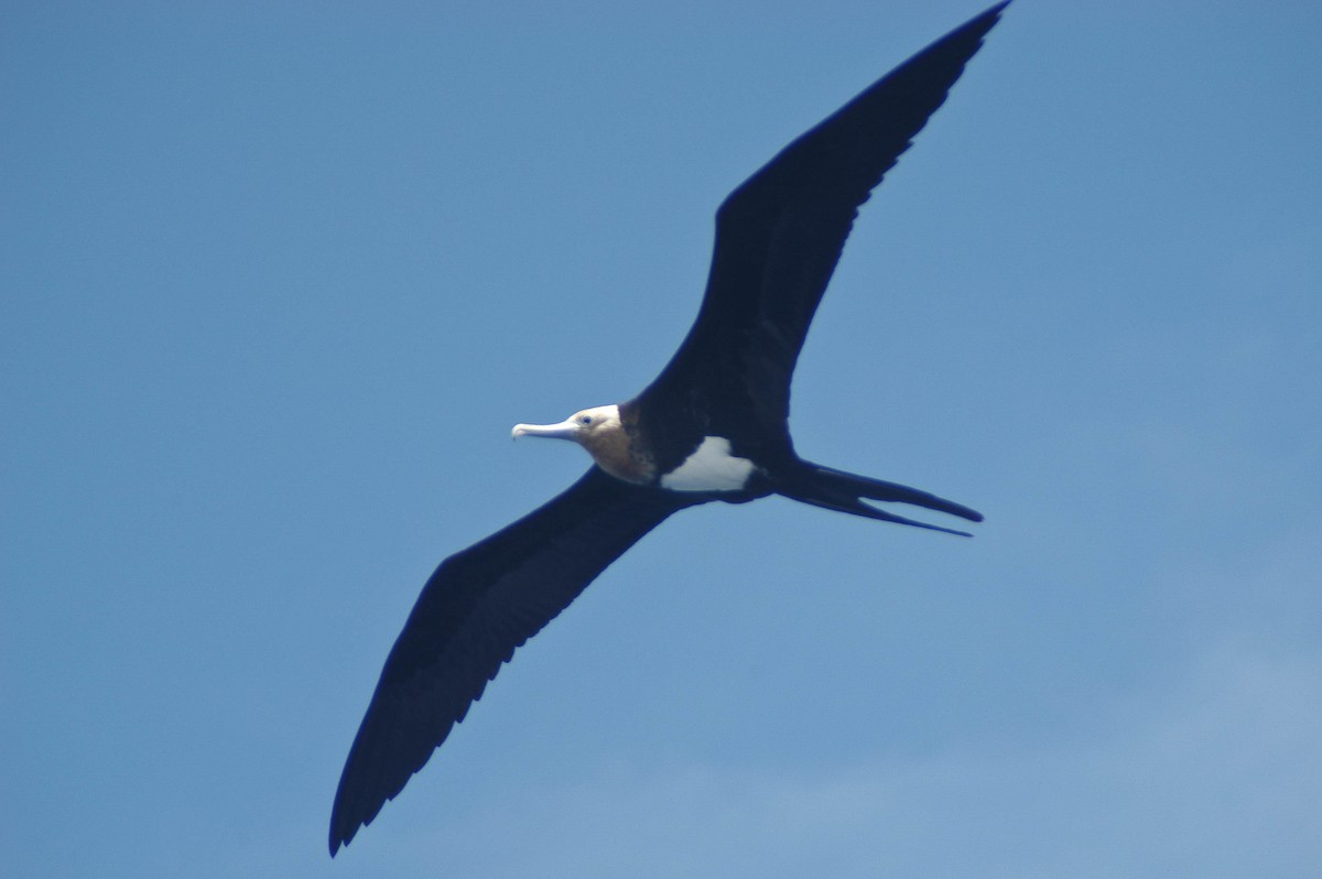 Lesser Frigatebird - ML59833401