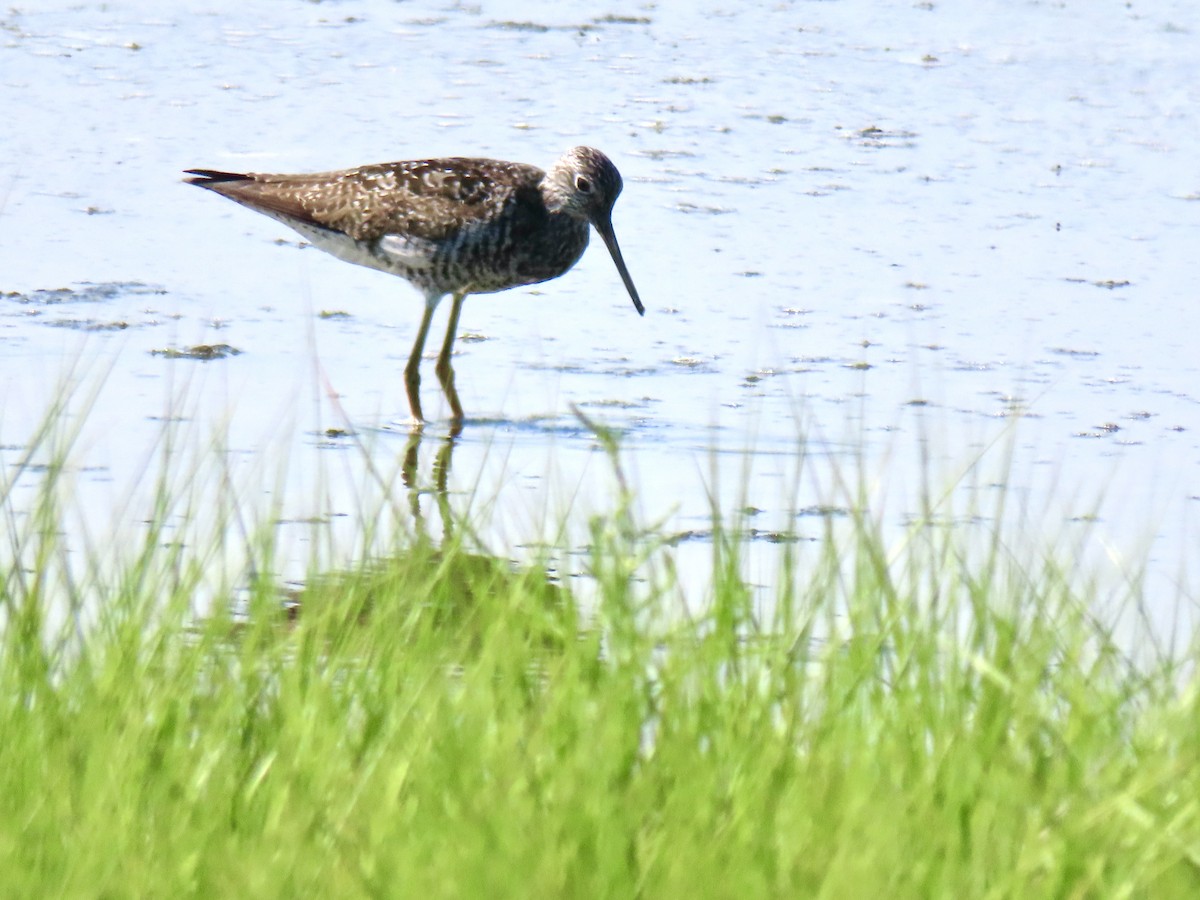 Greater Yellowlegs - Tammy Laverty