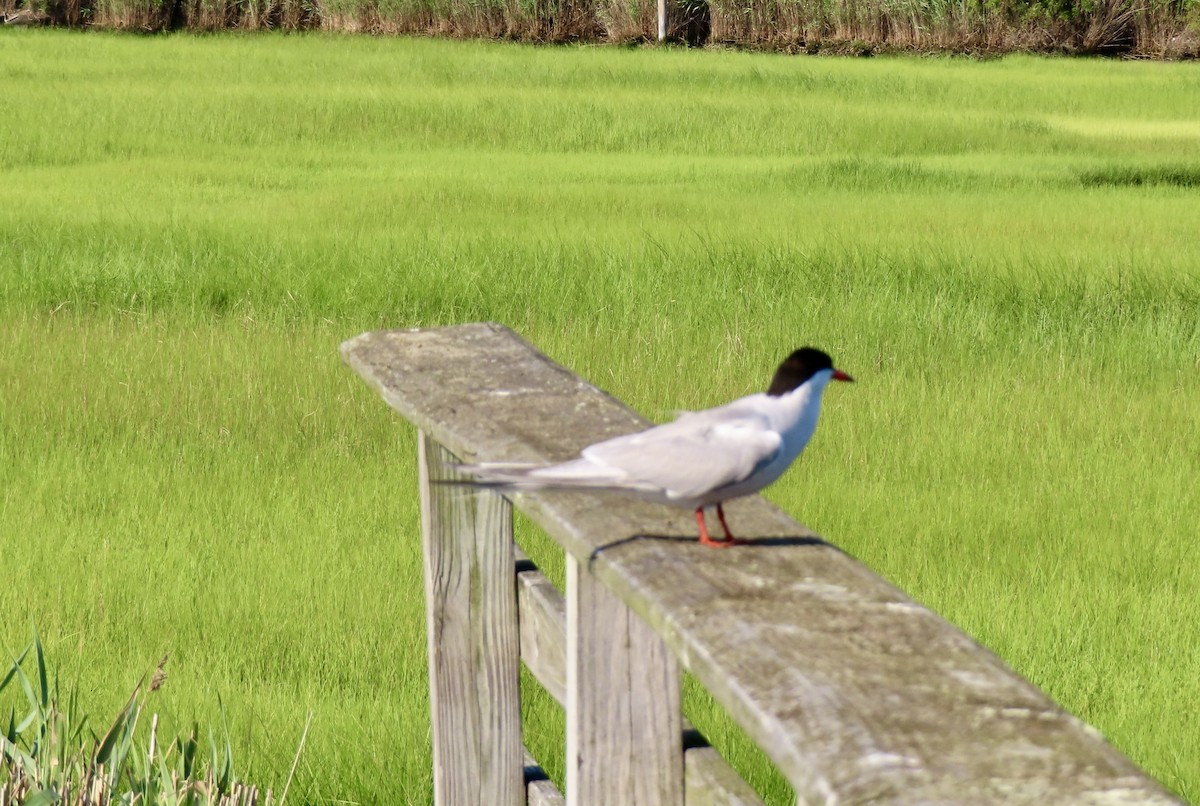 Common Tern - ML598334291