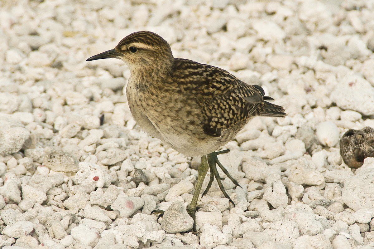 Tuamotu Sandpiper - ML59833511