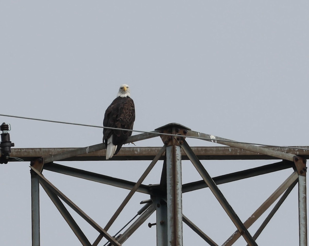 Bald Eagle - ML598335251