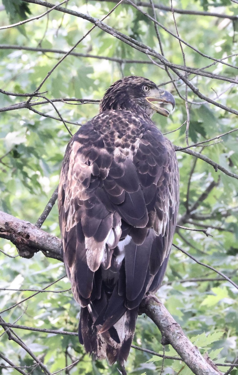 Bald Eagle - ML598335271