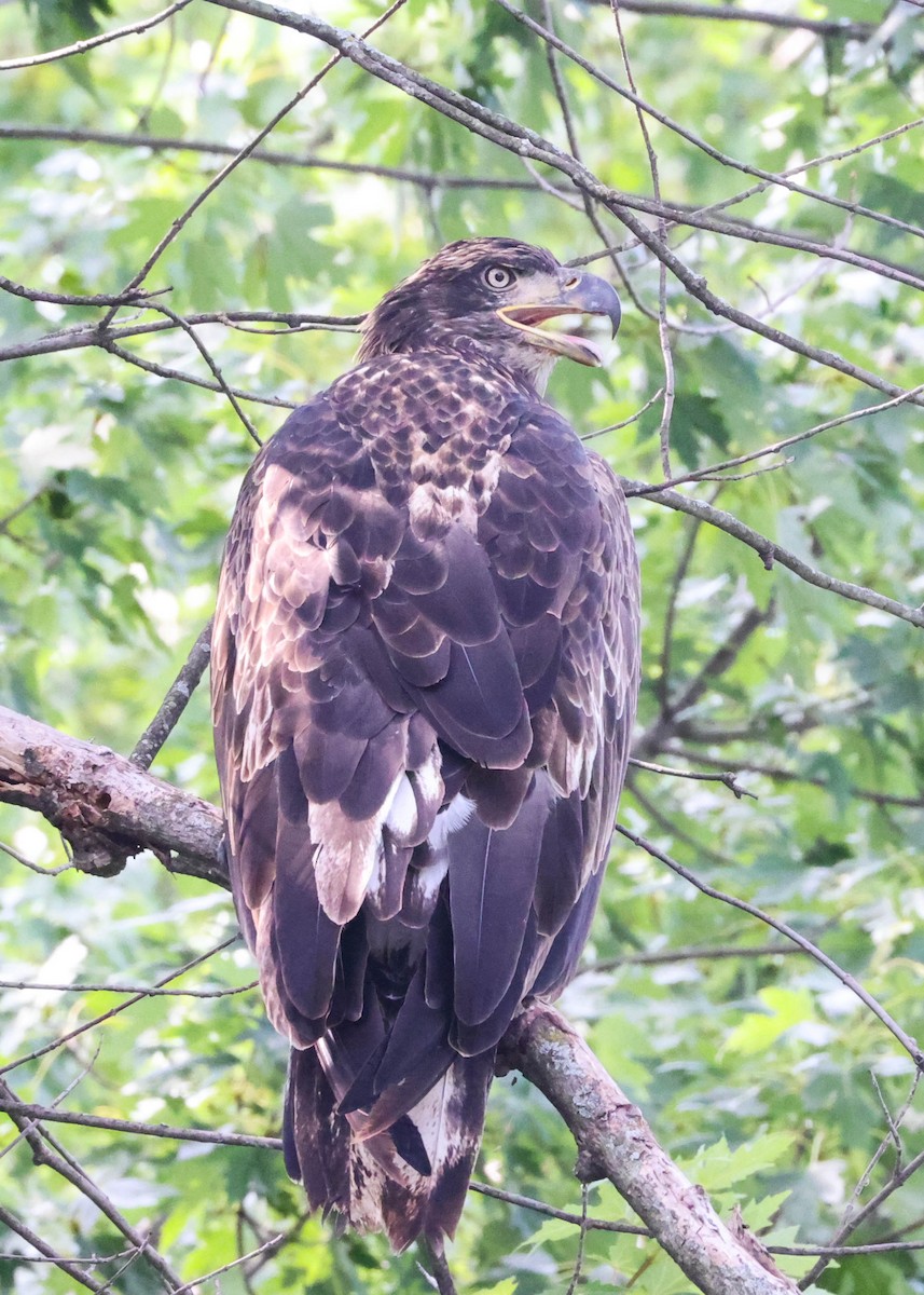 Bald Eagle - ML598335281