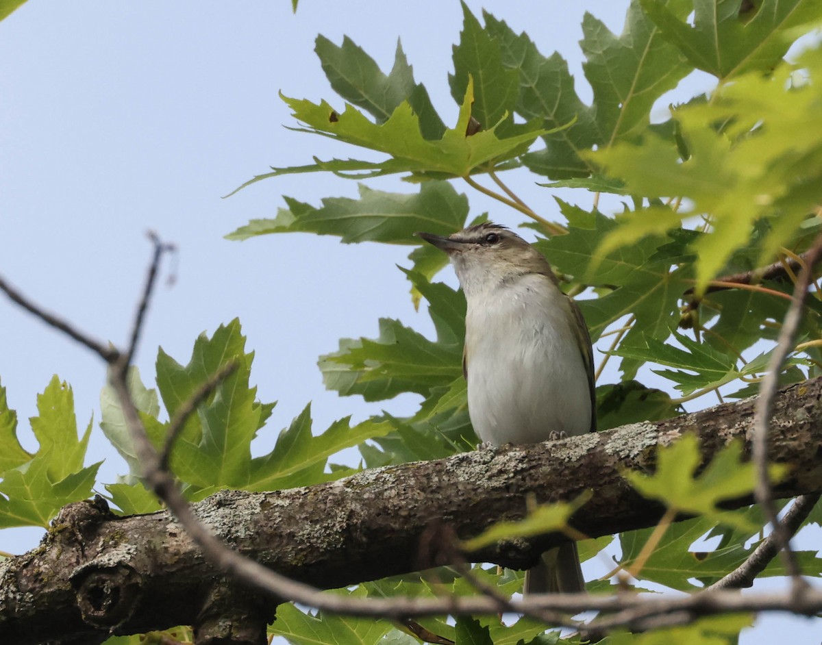 rødøyevireo - ML598335431