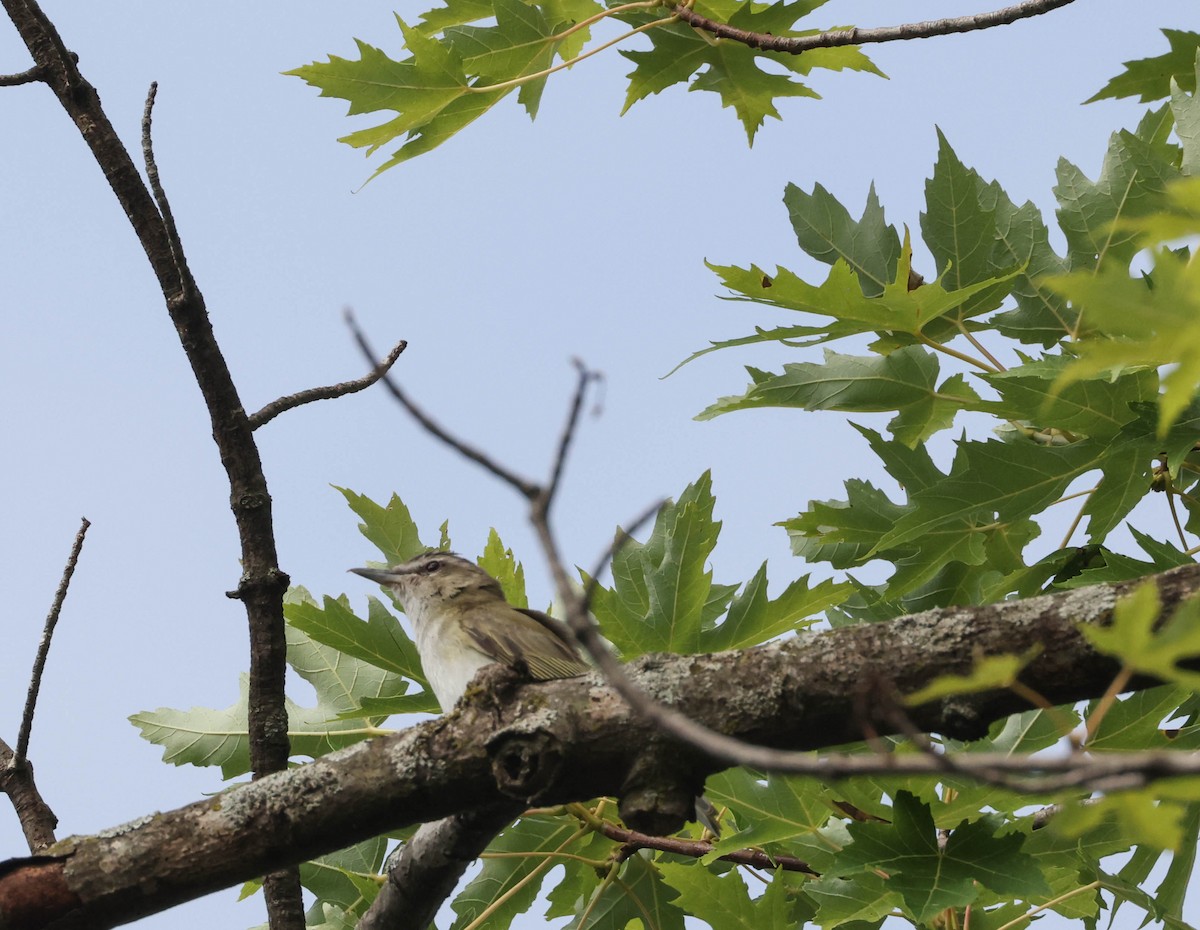 Red-eyed Vireo - ML598335441