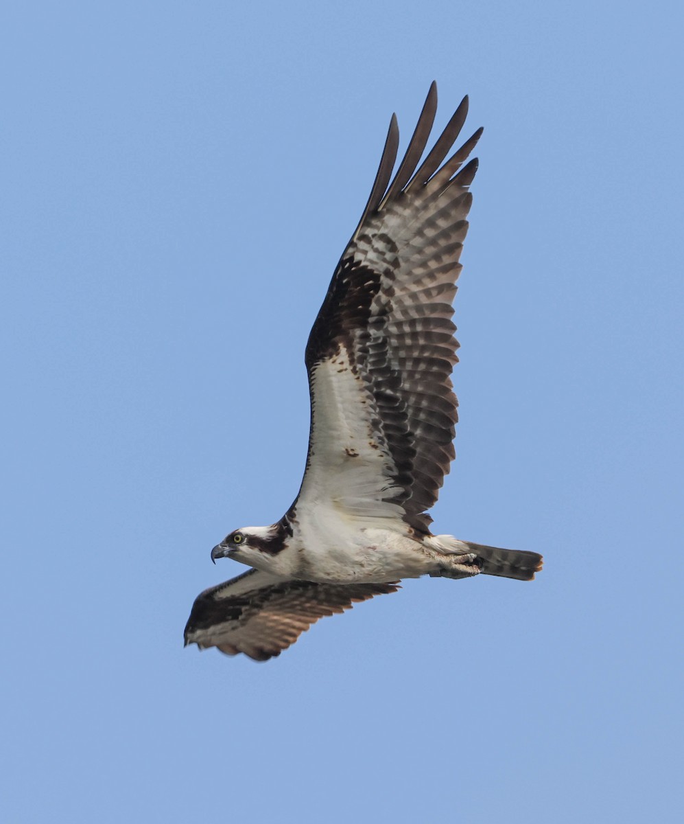 Balbuzard pêcheur - ML598335581