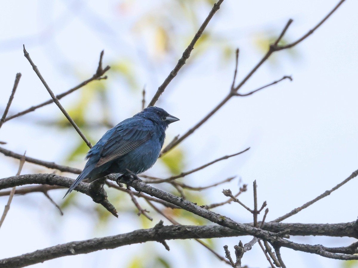 Passerin indigo - ML598335661