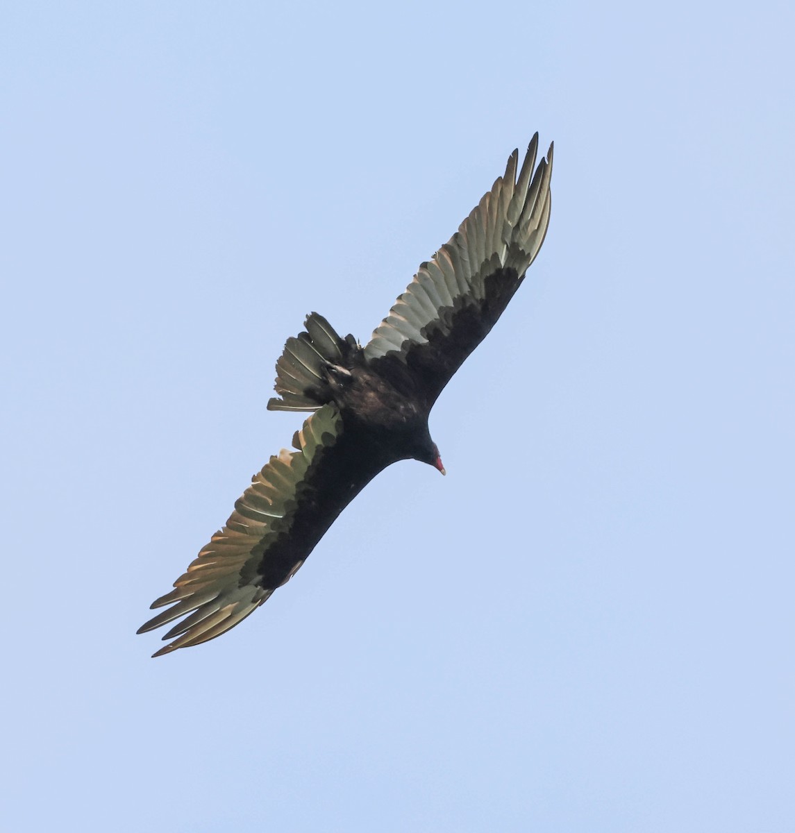 Turkey Vulture - ML598335671