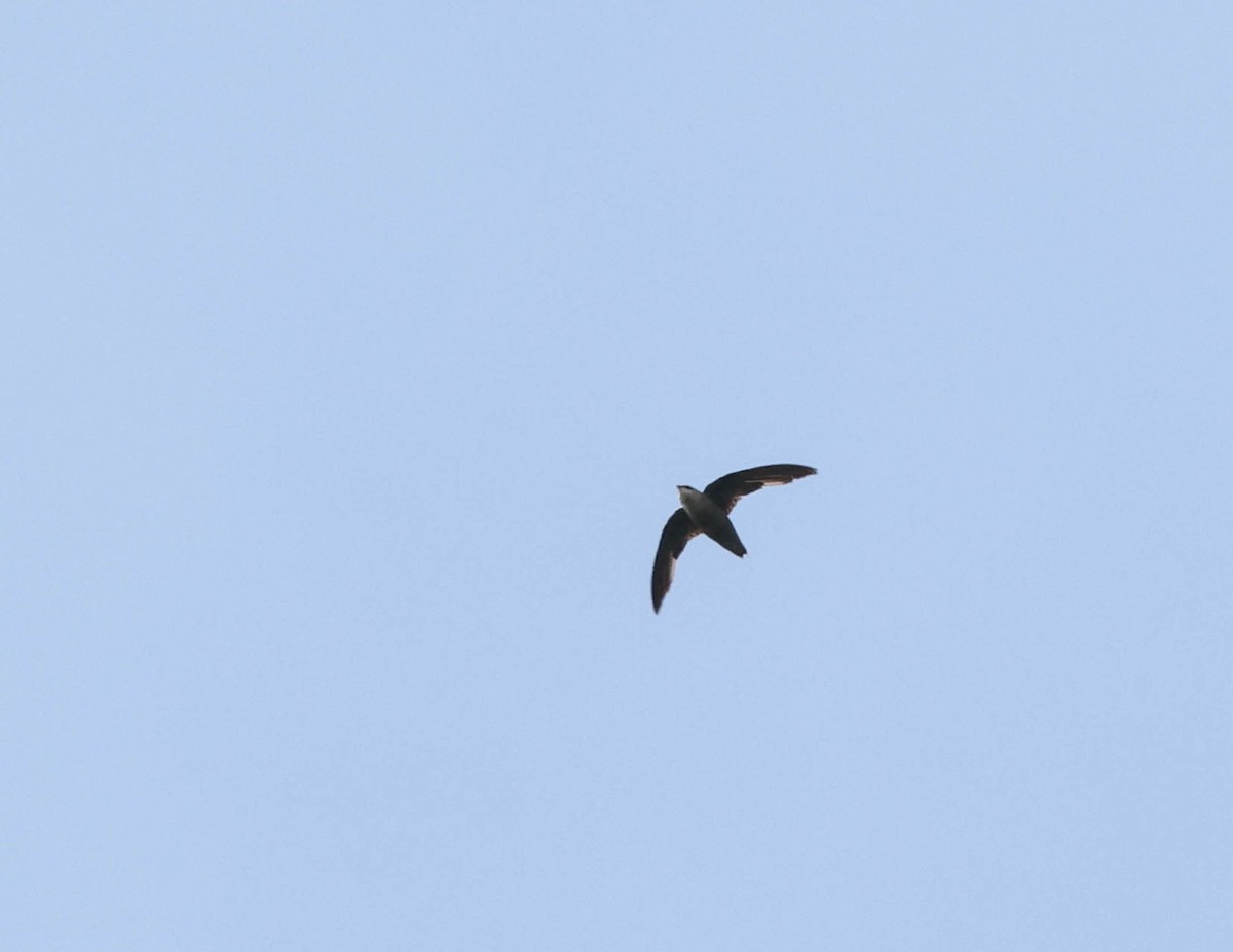 Chimney Swift - ML598335701