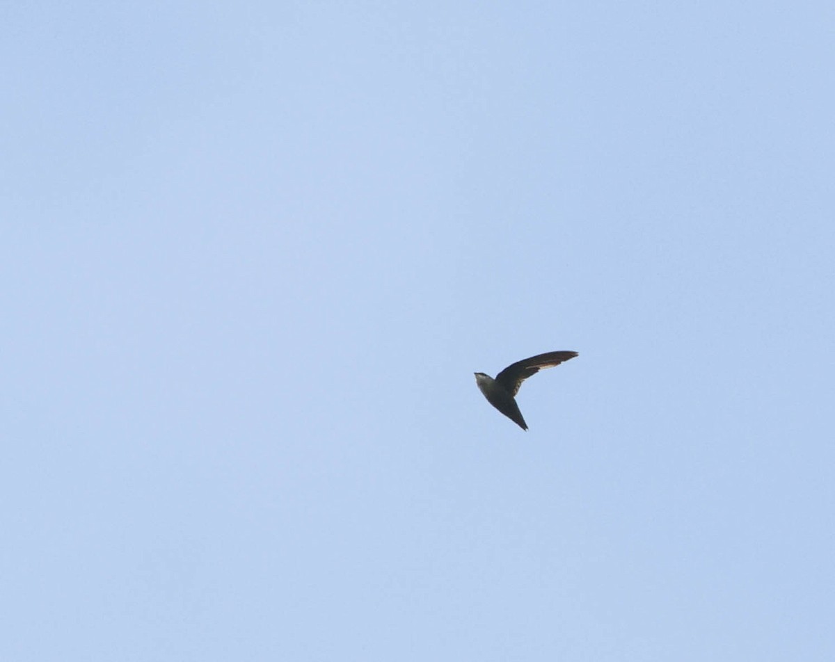 Chimney Swift - ML598335731