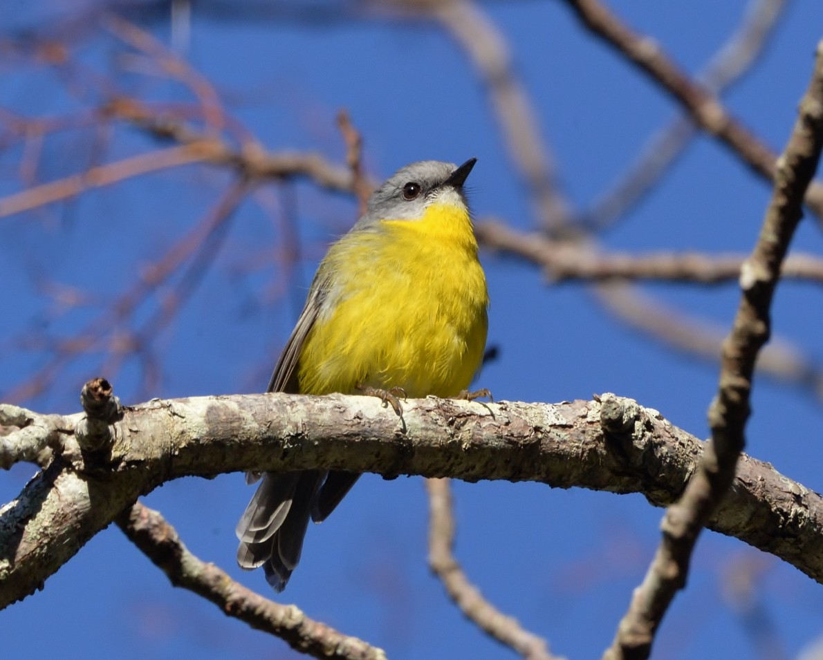 Eastern Yellow Robin - Peter Storer