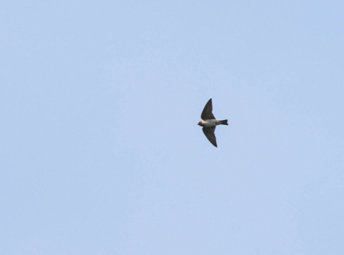 Cliff Swallow - ML598335791