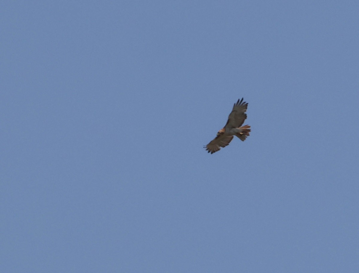 Red-tailed Hawk - ML598335981