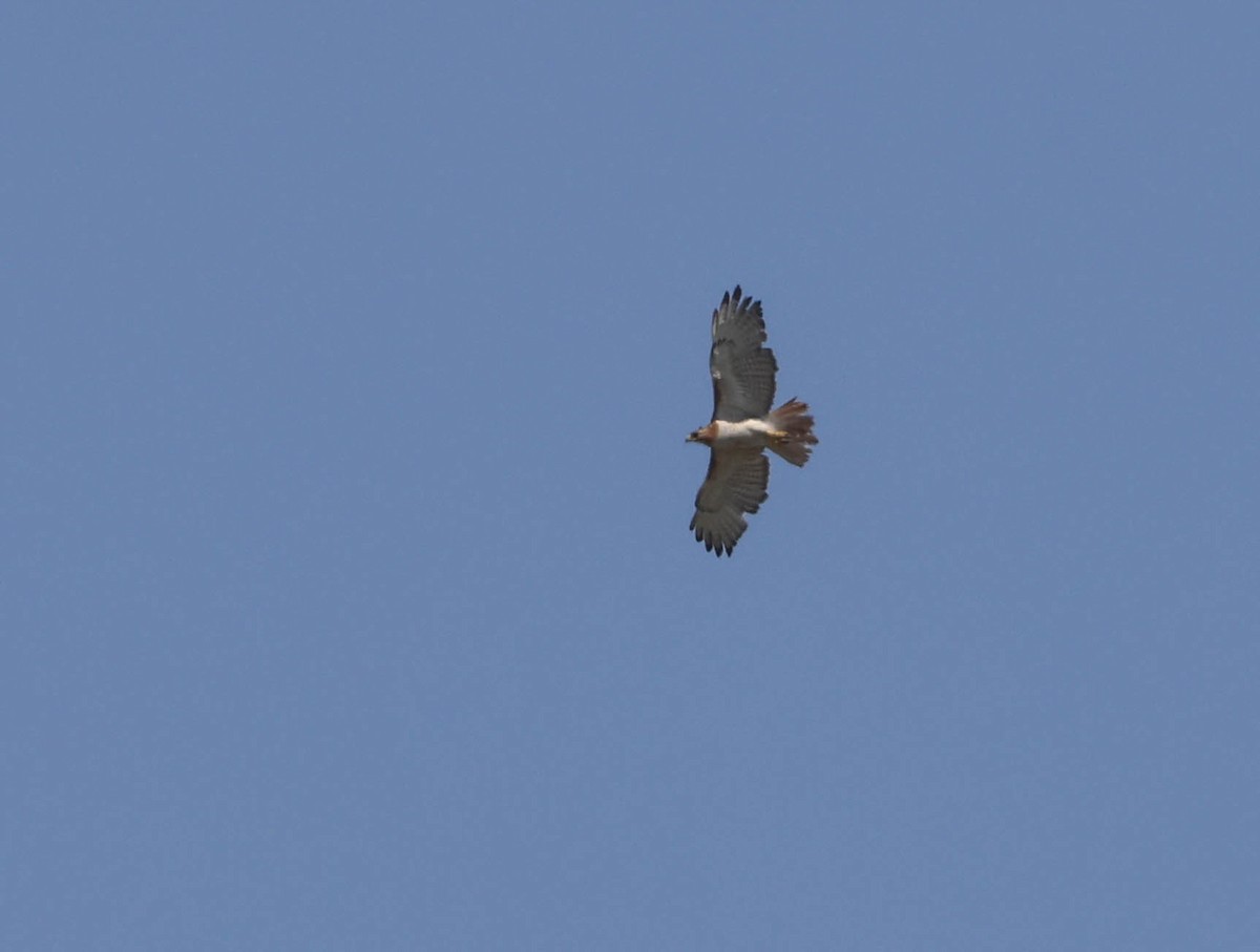 Red-tailed Hawk - ML598336001