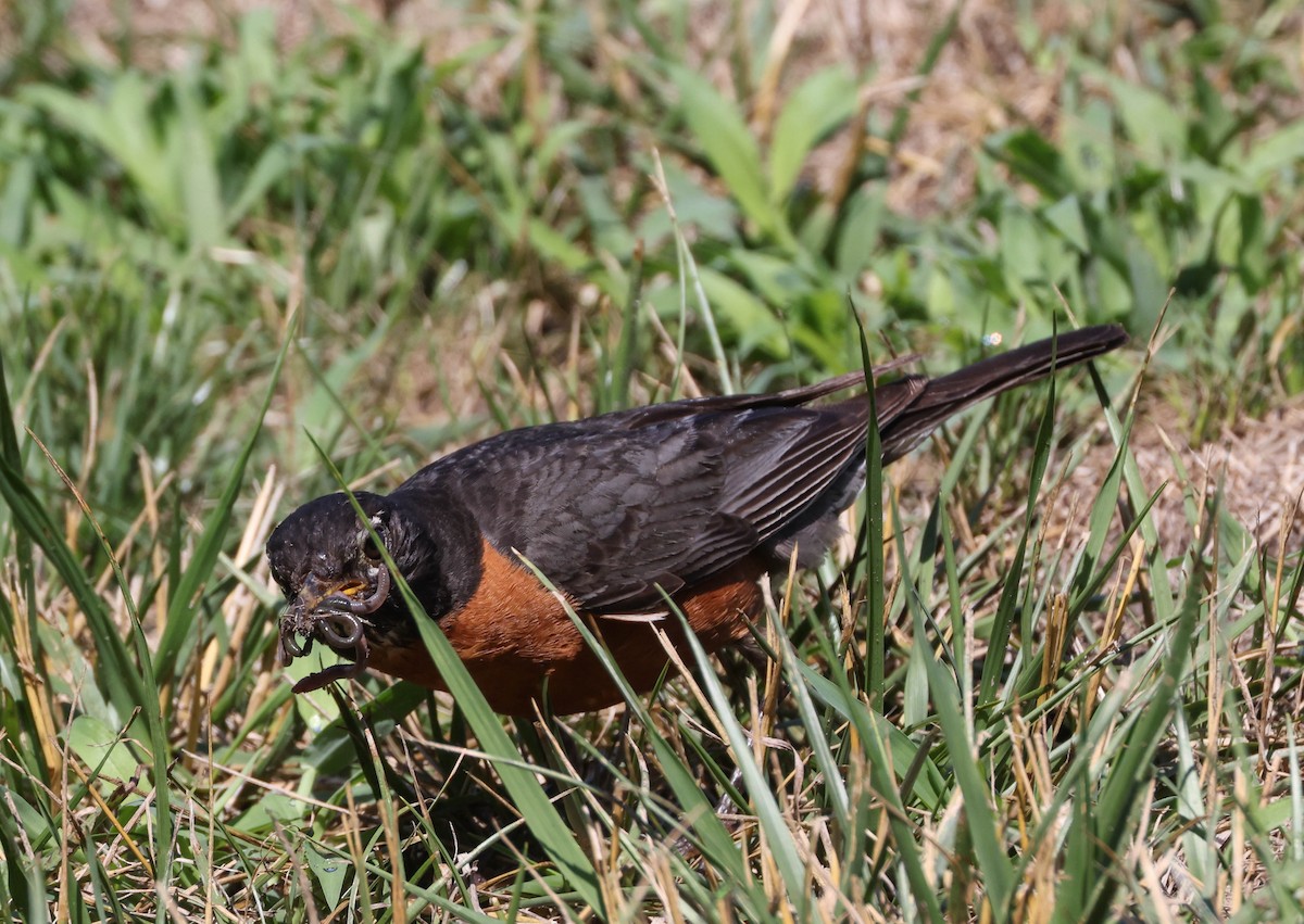 American Robin - ML598336061