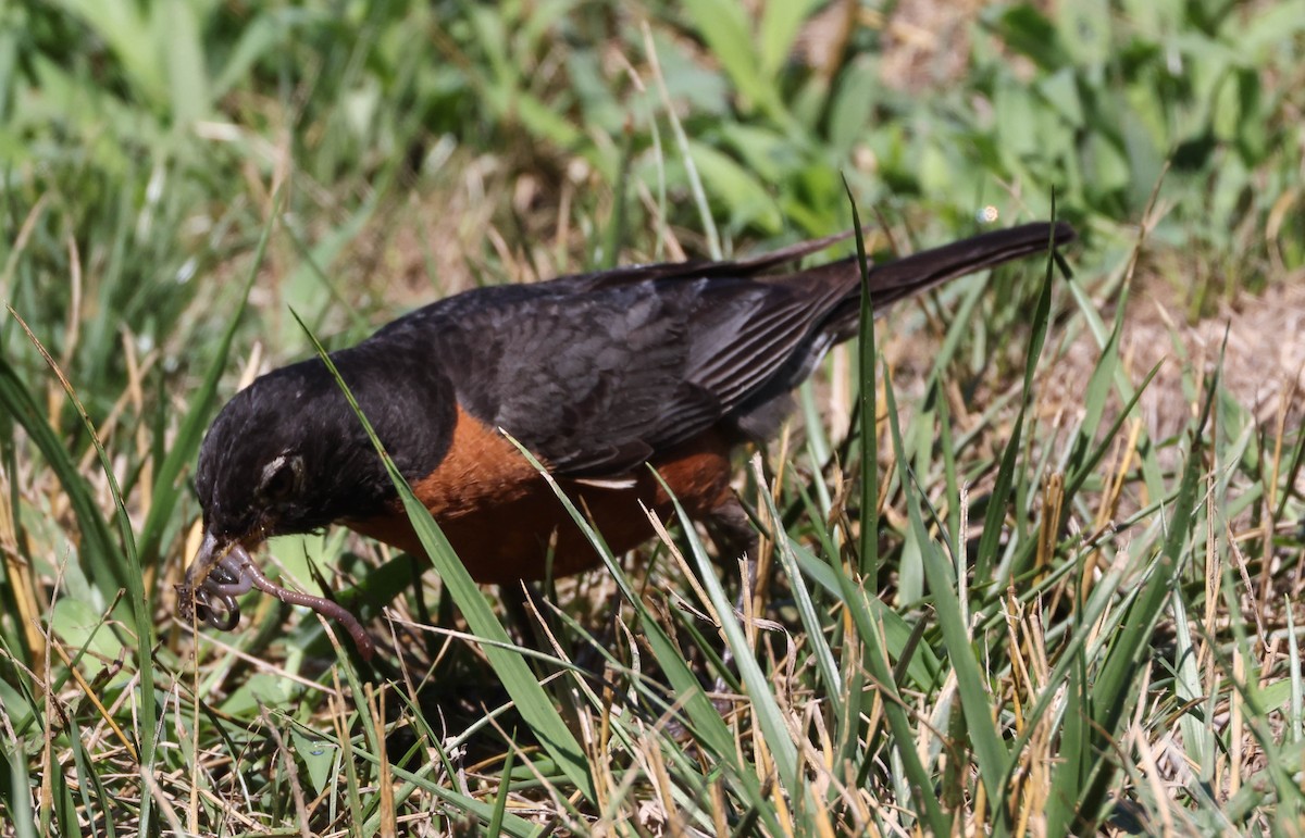 American Robin - ML598336071