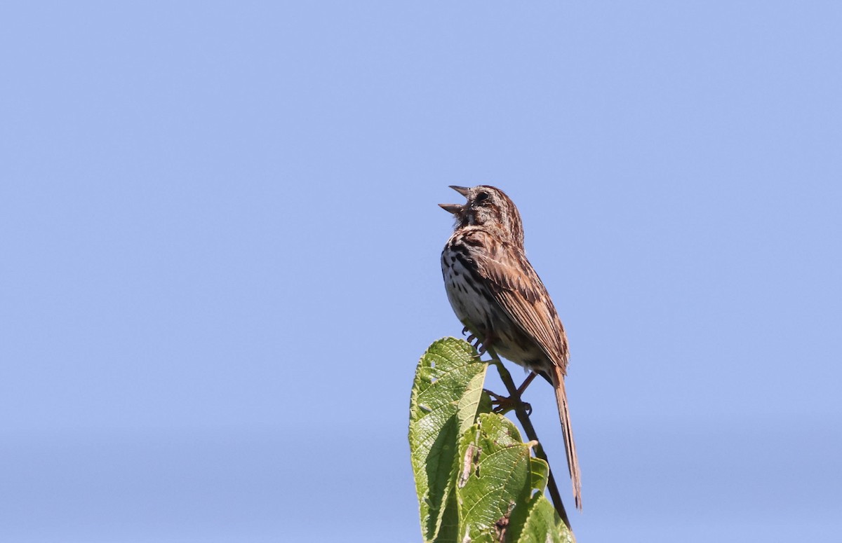 Song Sparrow - ML598336261