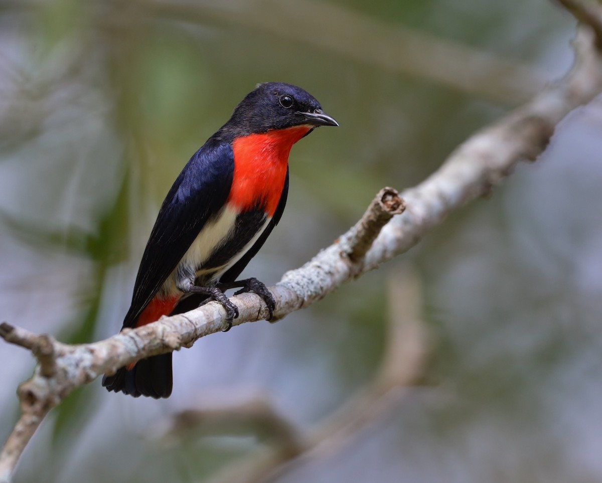 Mistletoebird - Peter Storer