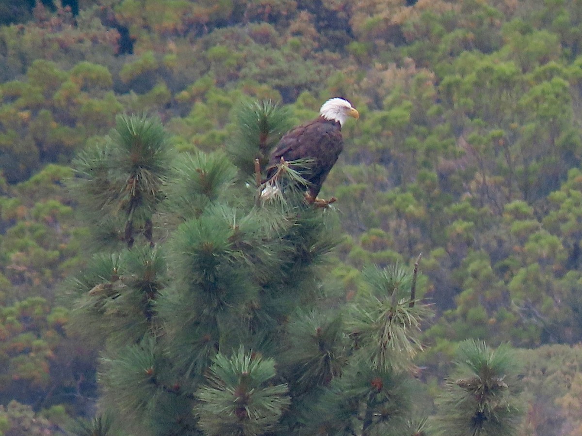 Bald Eagle - ML598336751