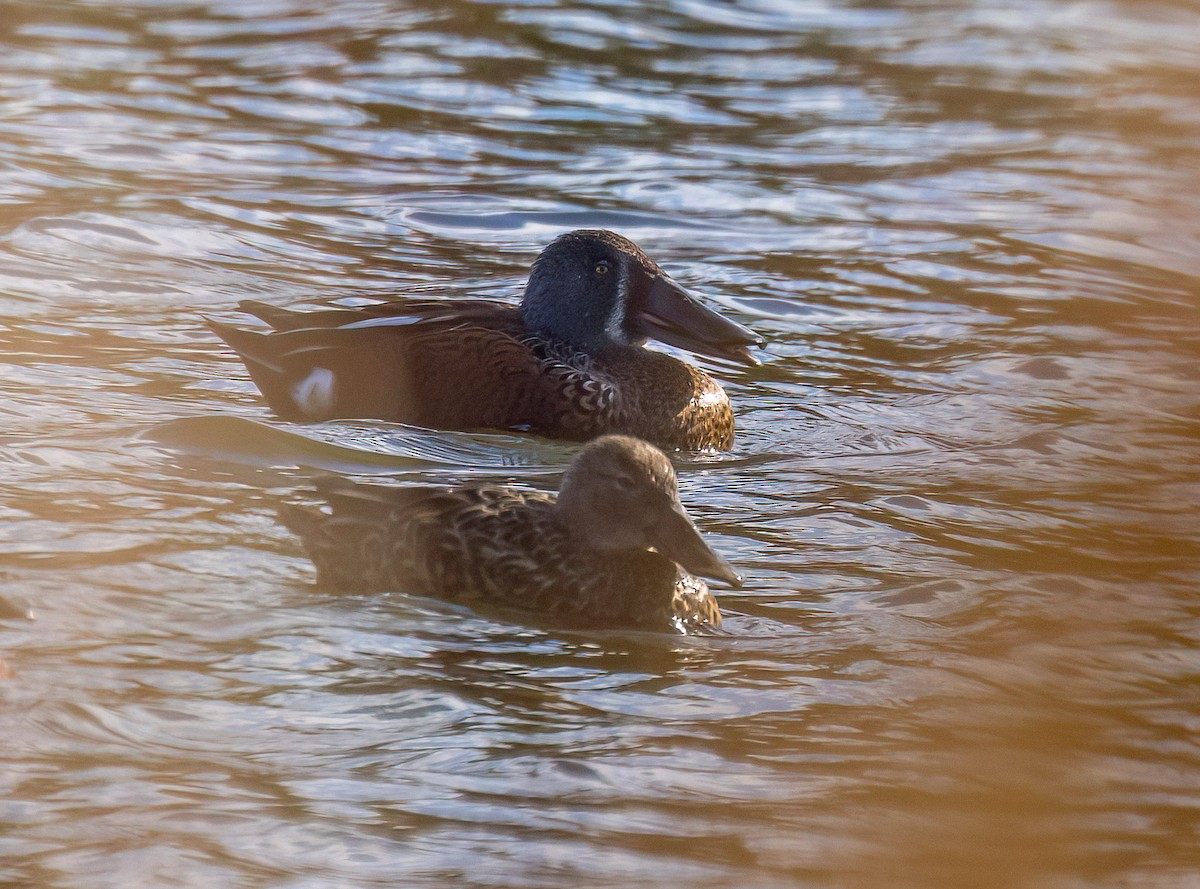 Australasian Shoveler - ML598336961