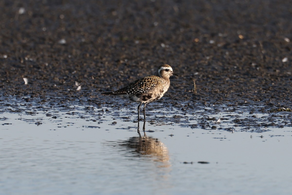 American Golden-Plover - ML598338091