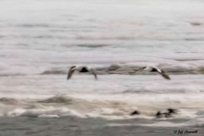 Common Eider - ML598340061