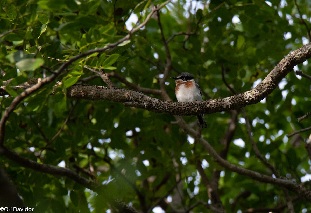 Pale Batis - ML598340501