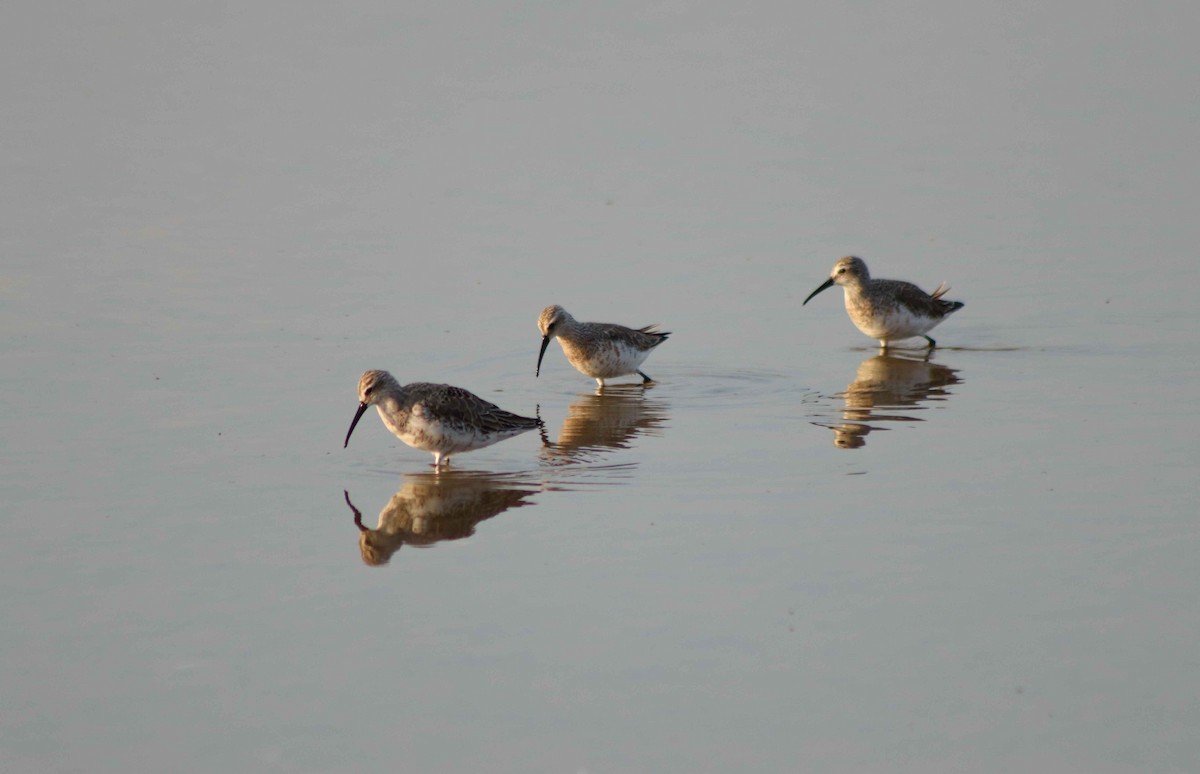 Curlew Sandpiper - ML598341321