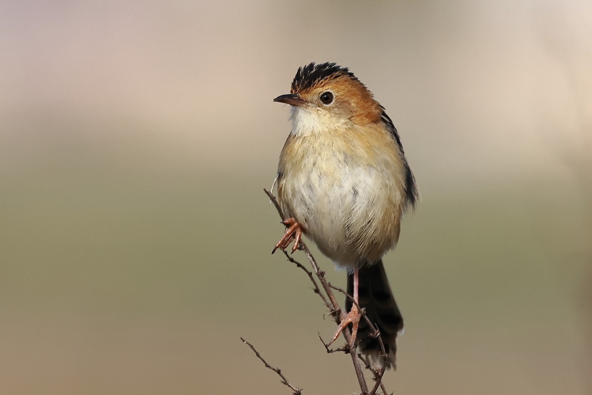 Golden-headed Cisticola - ML598341371