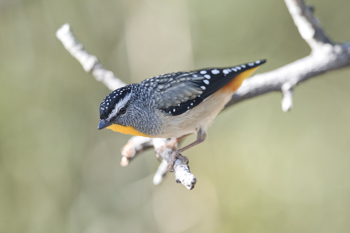 Spotted Pardalote - ML598341601