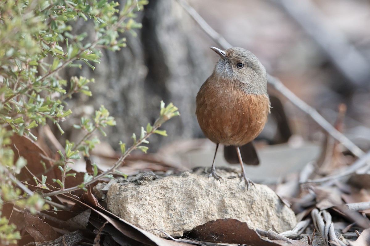 Rockwarbler - Adrian van der Stel