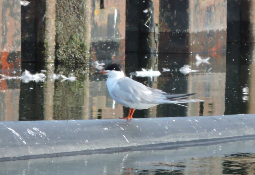 Forster's Tern - ML59834171