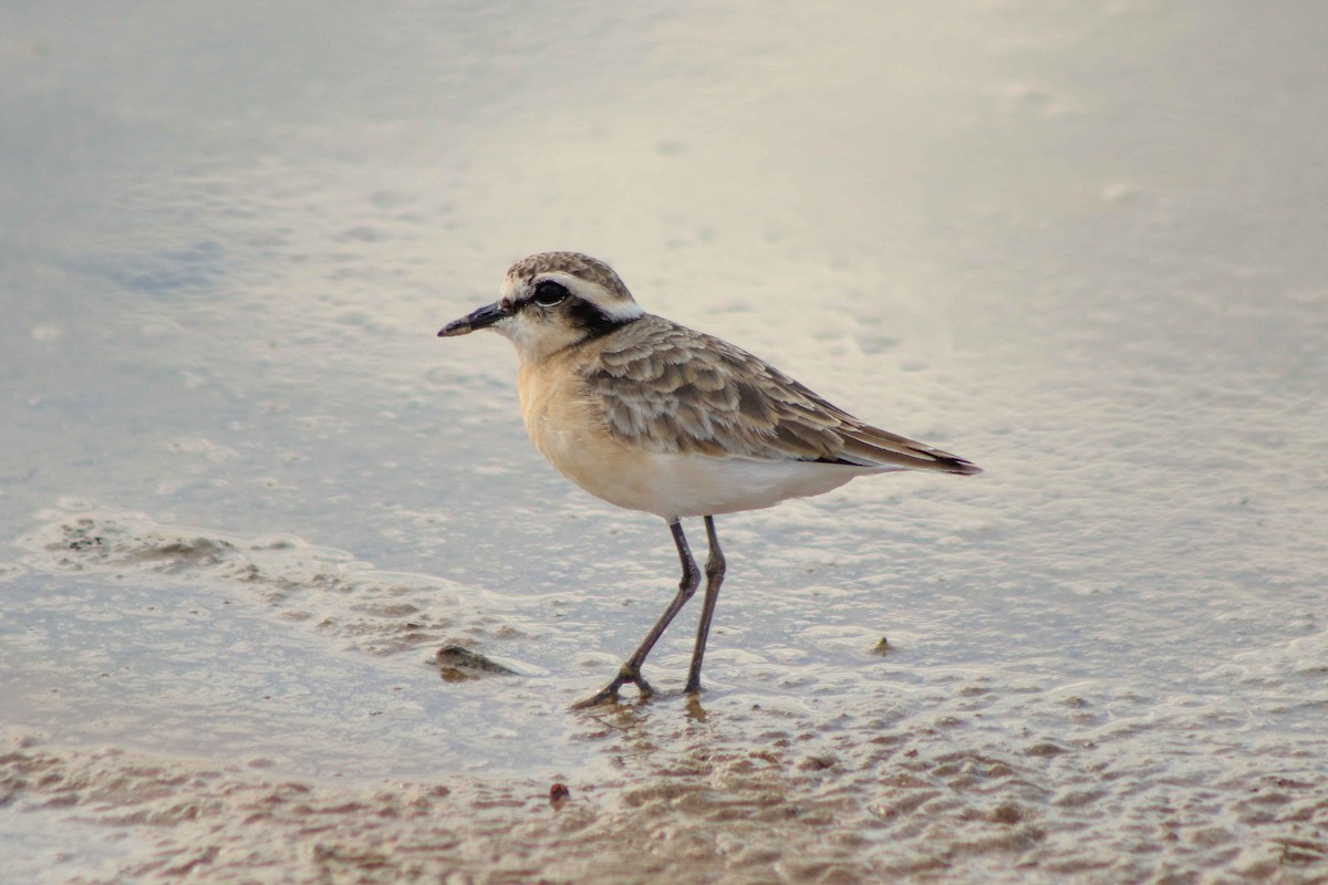 Kittlitz's Plover - Brad Wiehahn