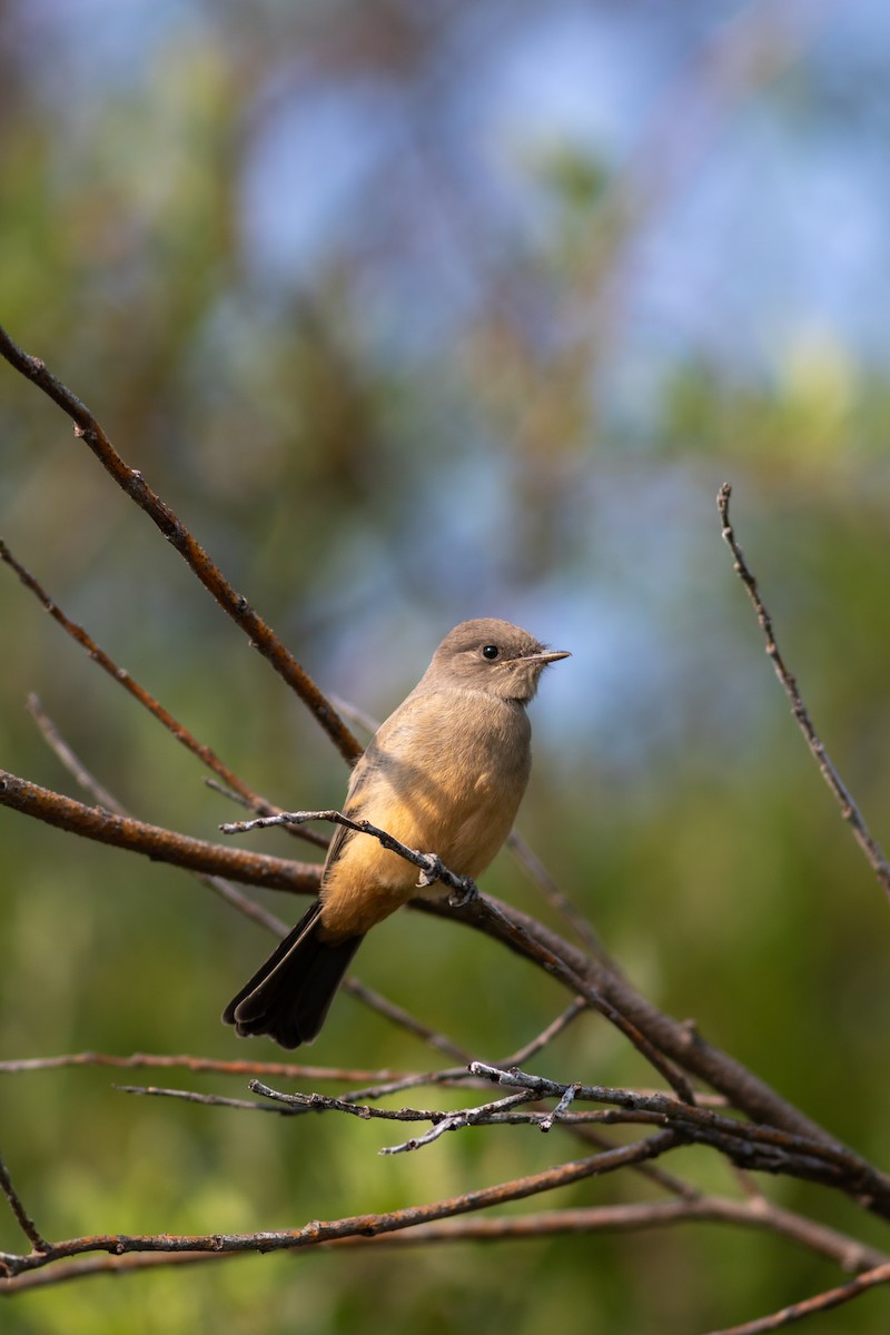 Say's Phoebe - ML598342101