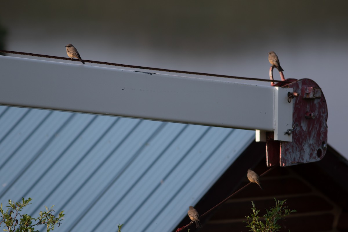 Say's Phoebe - Justin Saunders