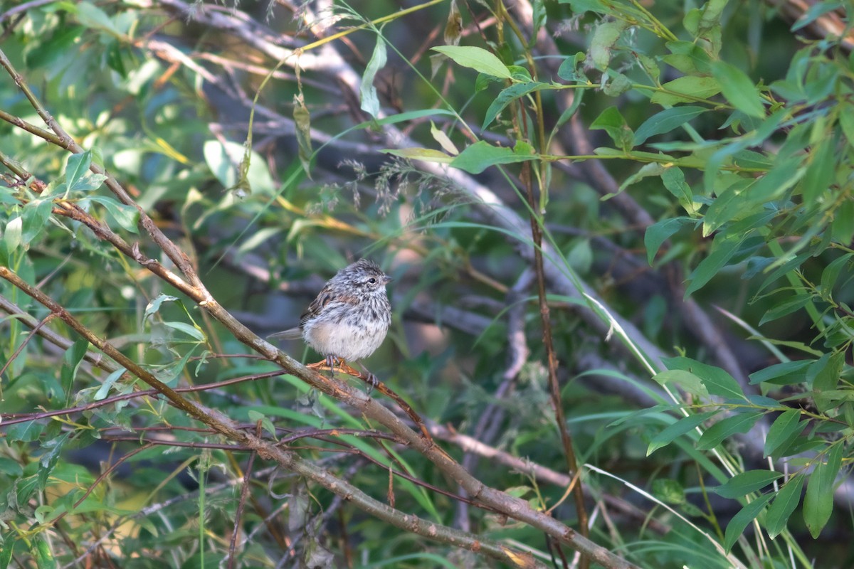 American Tree Sparrow - ML598342221