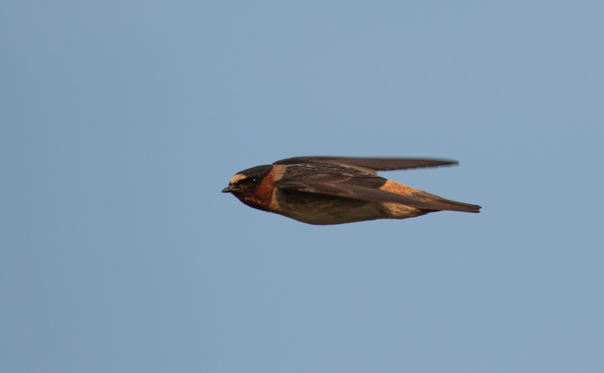 Cliff Swallow - ML598342551