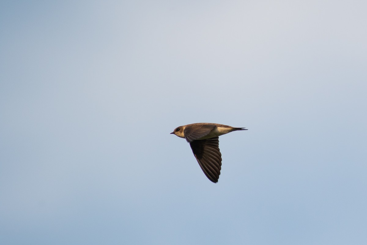 Bank Swallow - ML598342571