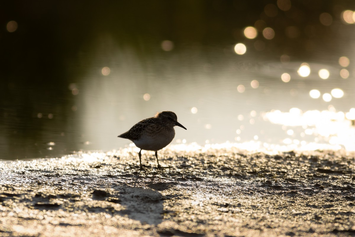 Least Sandpiper - ML598342581