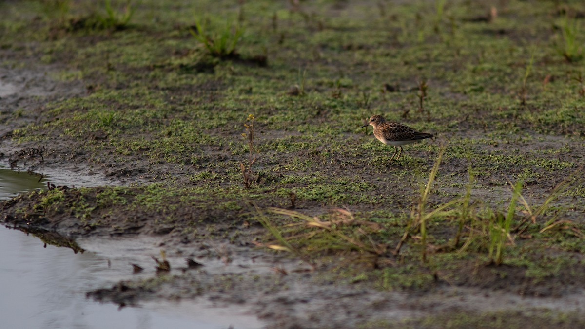 Least Sandpiper - ML598342591