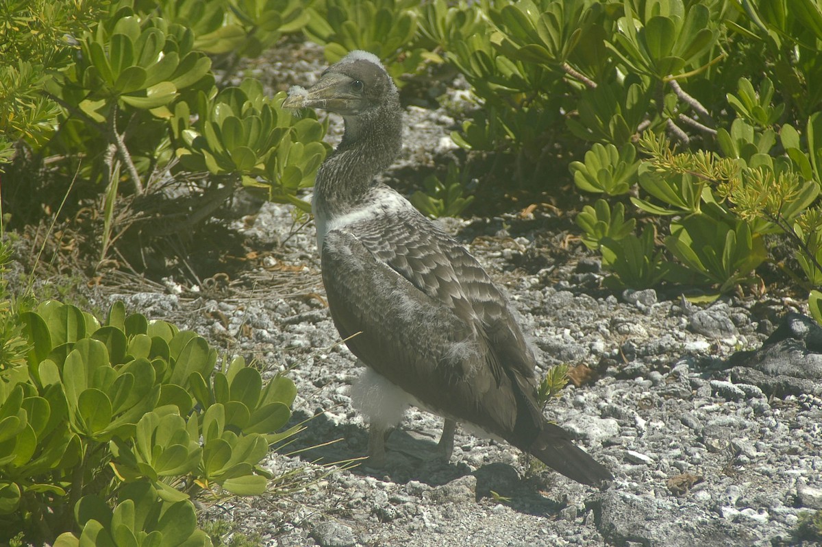 Masked Booby - Eric VanderWerf